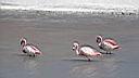 Flamand rose